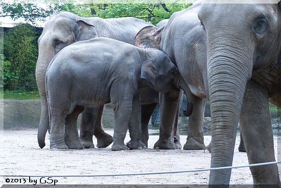 Elefanten am 27. Mai 2013 - 30 Fotos