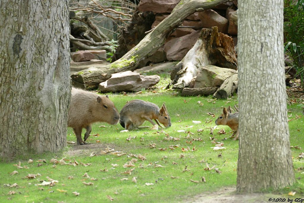 Wasserschwein (Capybara), Großer Pampashase (Große Mara, Großer Mara)