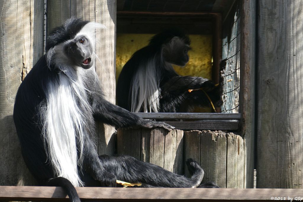 Tansania-Stummelaffe (Peters Angola-Guereza)