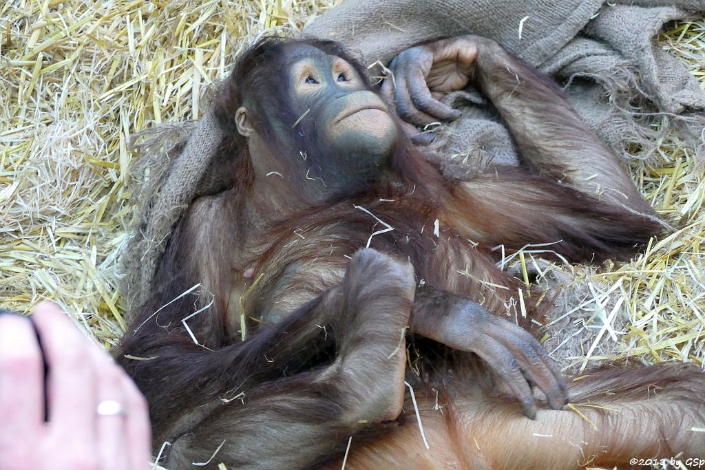 Borneo-Orang-Utan