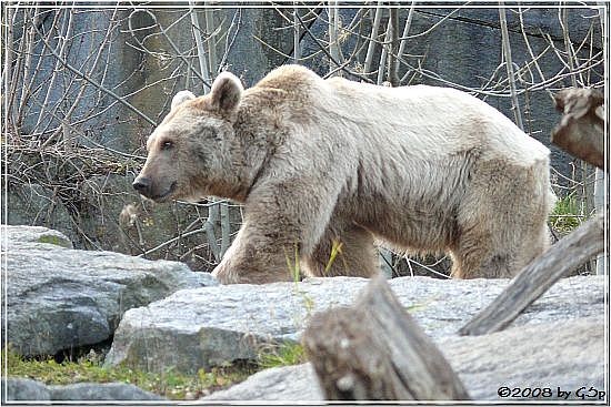 Syrischer Braunbär