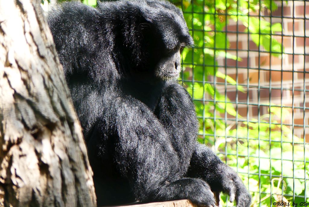 Siamang