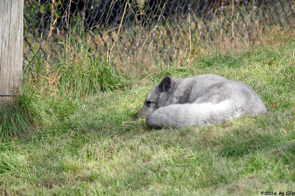 Polarfuchs (Eisfuchs)