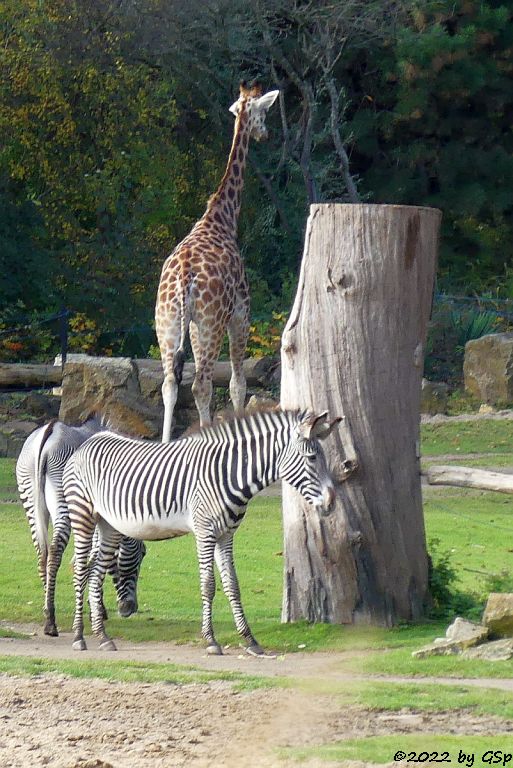 Grévy-Zebra, Rothschildgiraffe (Uganda-Giraffe, Baringo-Giraffe)