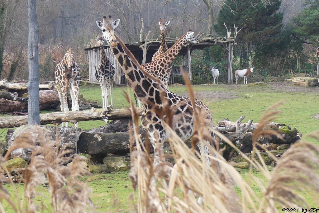 Rothschildgiraffe (Uganda-Giraffe, Baringo-Giraffe), Säbelantilope