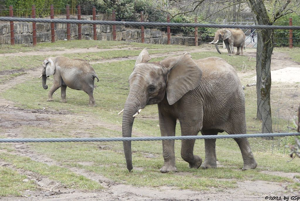 LILAK, KARIBA, ZIMBA