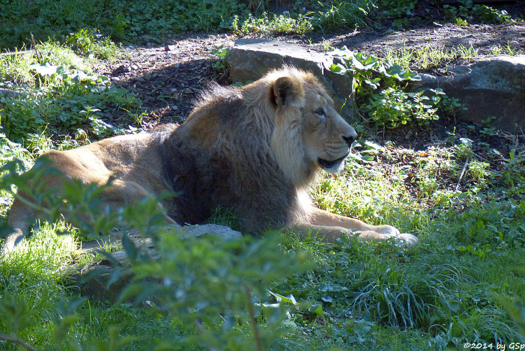 Asiatischer Löwe