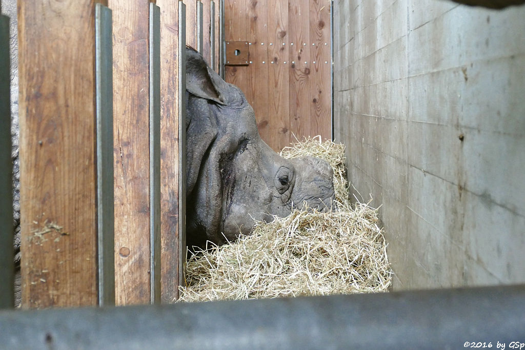 Panzernashorn (Indisches Panzernashorn)