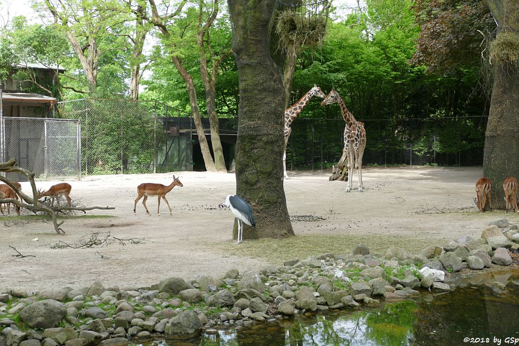 Gewöhnliche Impala (Schwarzfersenantilope, Afrikanischer Marabu, Rothschildgiraffe (Uganda-Giraffe, Baringo-Giraffe)