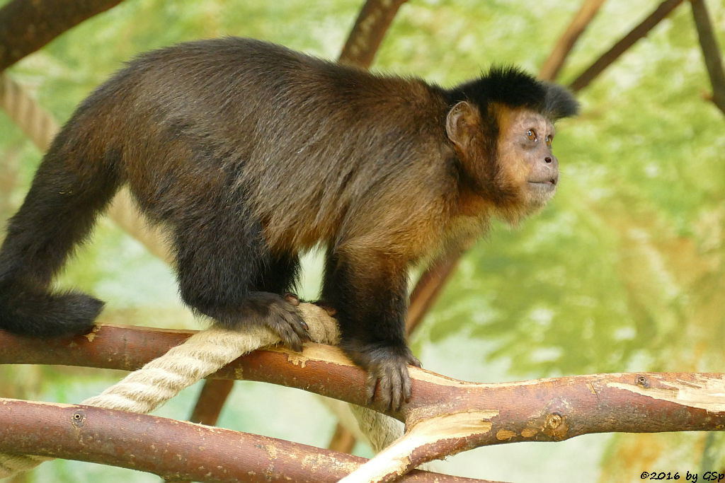 Haubenkapuzineraffe (Gehaubter Kapuziner)