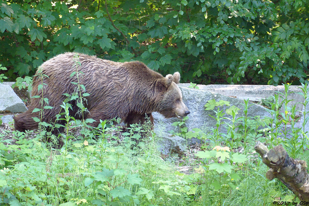 Europäischer Braunbär