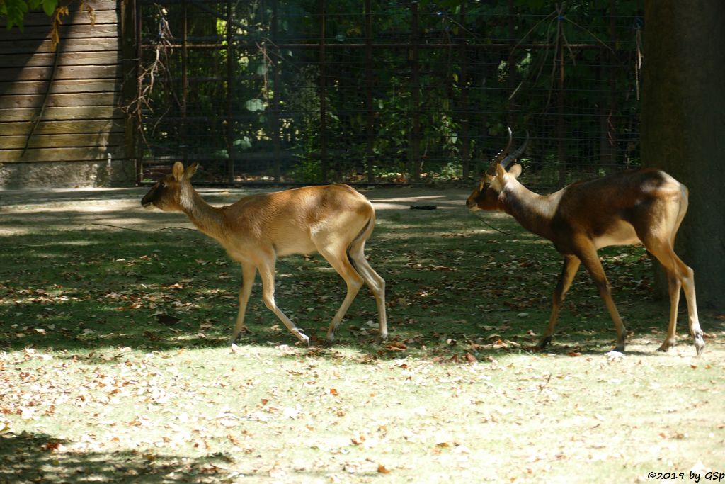 Weissnacken-Moorantilope (Mrs. Grays Wasserbock)