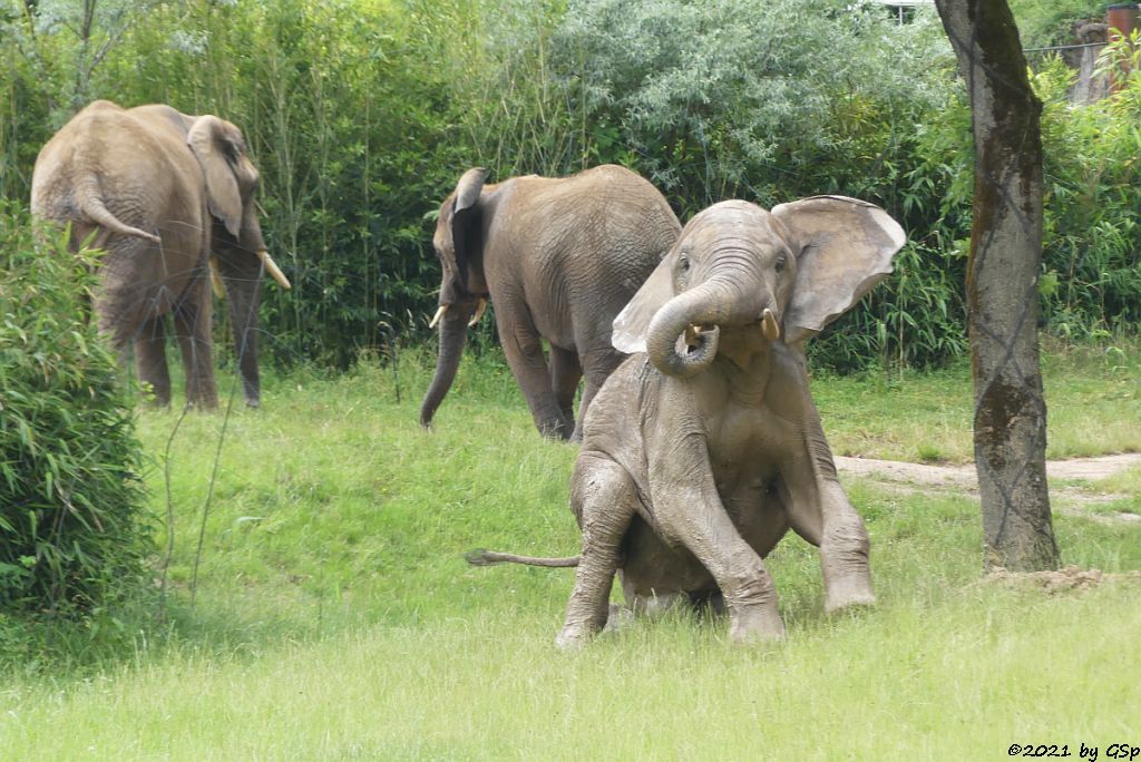 LILAK, KARIBA, TAMO