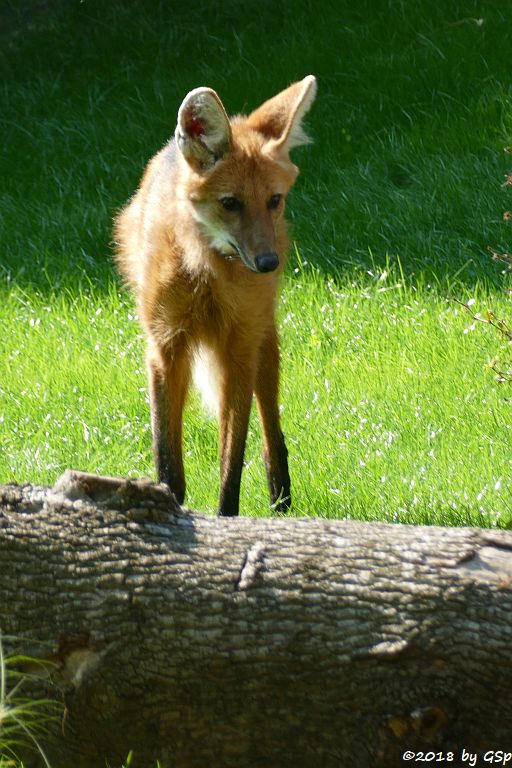 Mähnenwolf