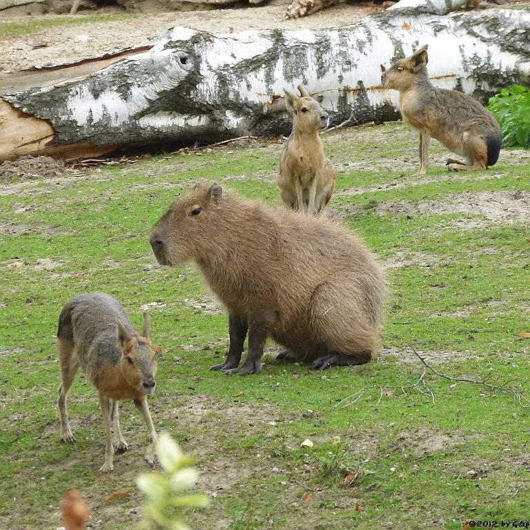 Mara, Capybara