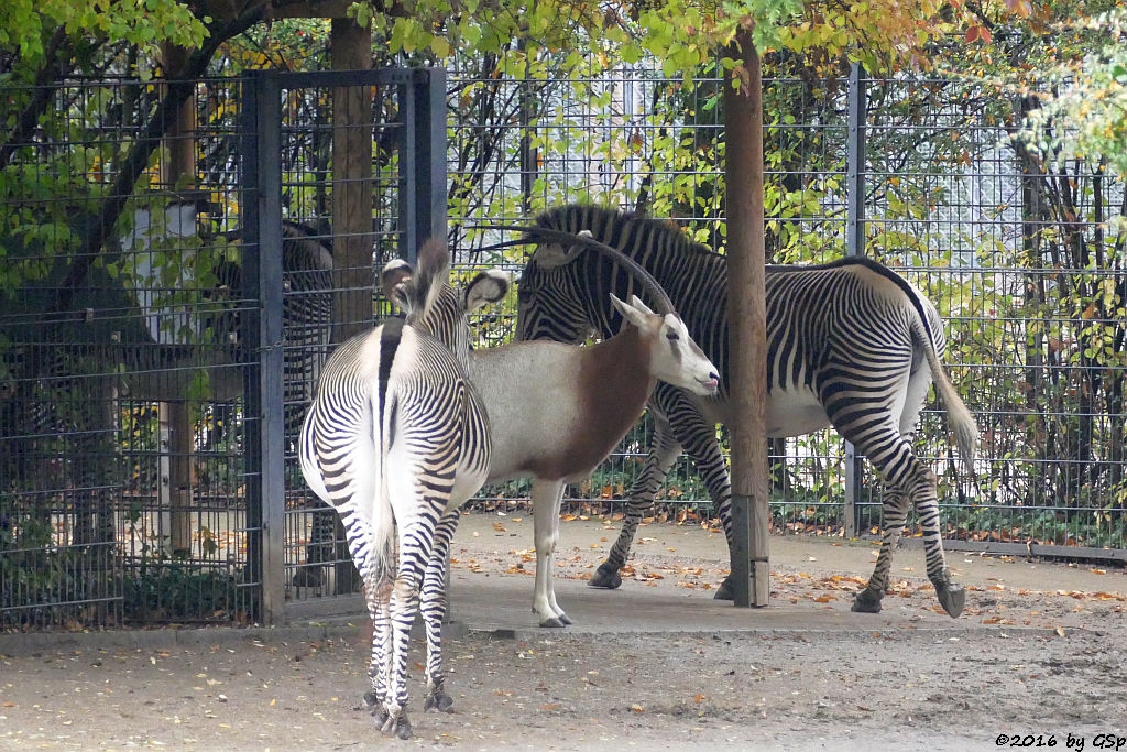 Grévy-Zebra, Säbelantilope