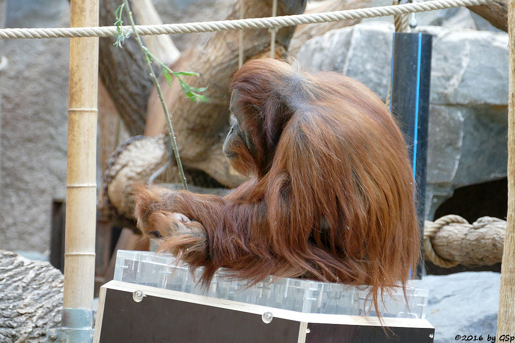 Sumatra-Orang-Utan