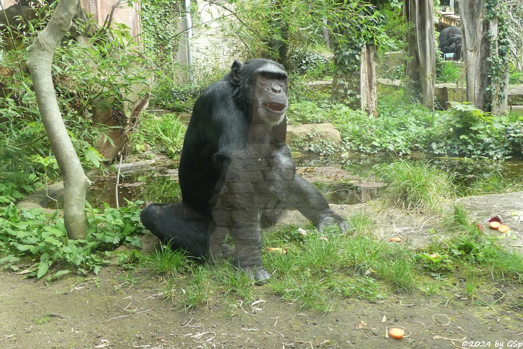 Zoo Halle: Schimpanse