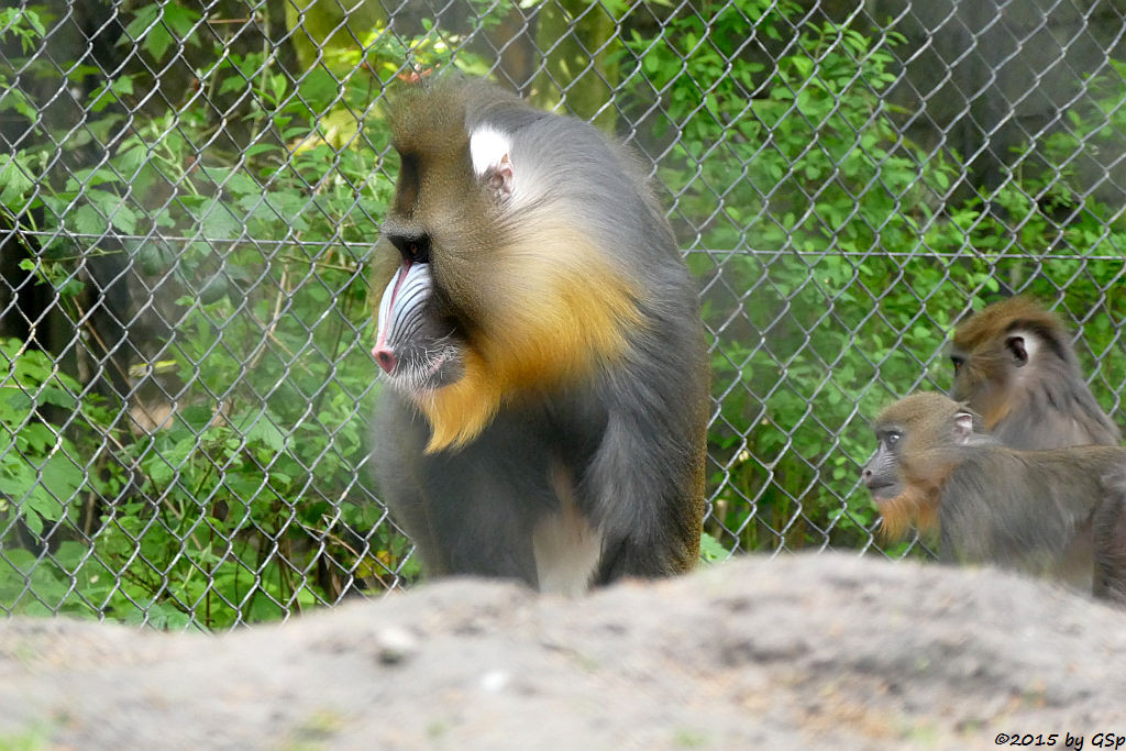 Mandrill