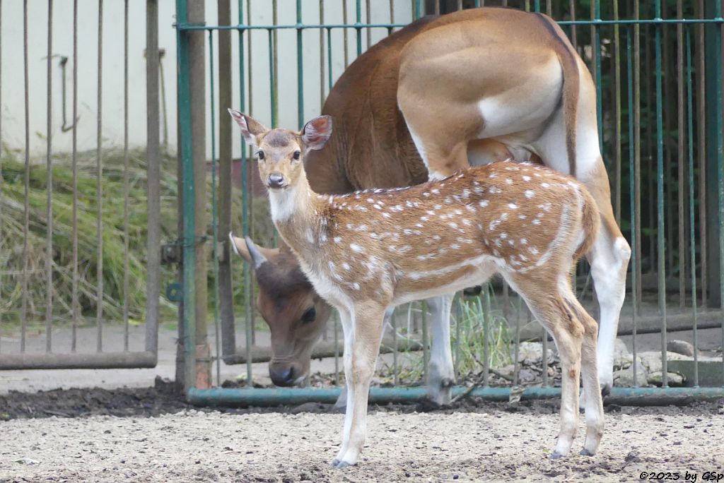 Axishirsch, Java-Banteng