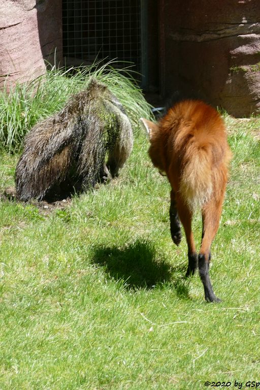 Großer Ameisenbär, Mähnenwolf