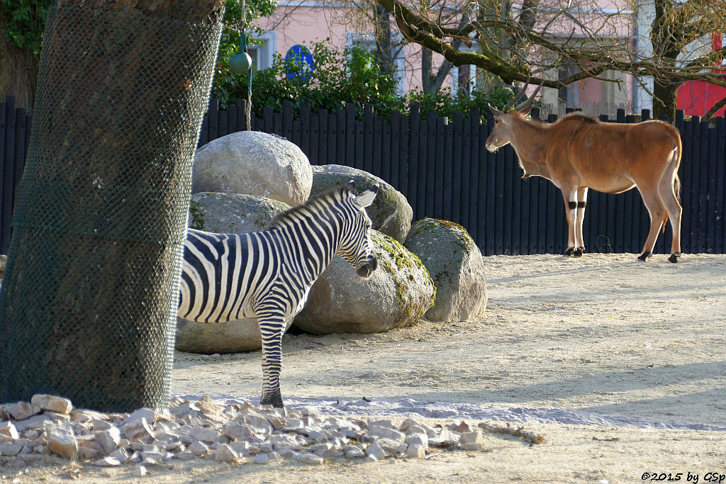 Böhm-Steppenzebra (Granz-Zebra), Elenantilope