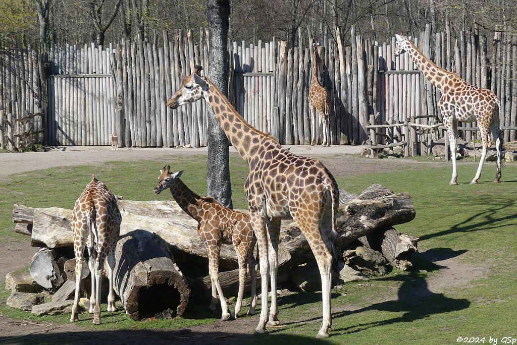 Rothschildgiraffe (Uganda-Giraffe, Baringo-Giraffe), KIANO geb. am 4.1.24