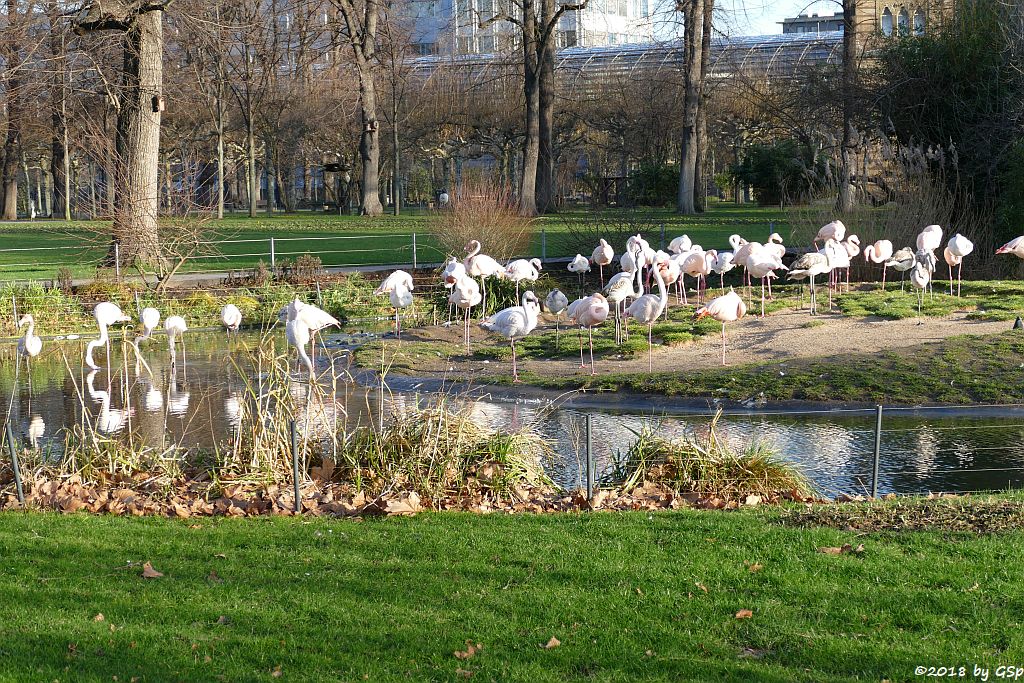 Rosaflamingo (Europäischer Flamingo)