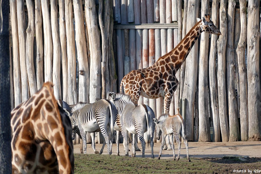 Rothschildgiraffe (Uganda-Giraffe, Baringo-Giraffe), Grévy-Zebra