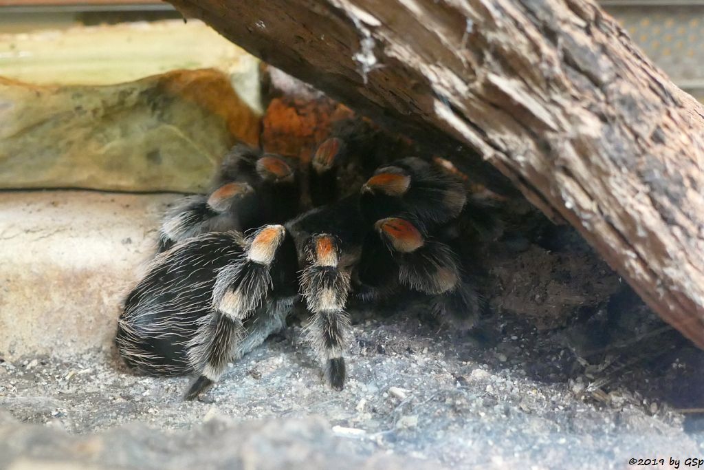 Mexikanische Rotknie-Vogelspinne