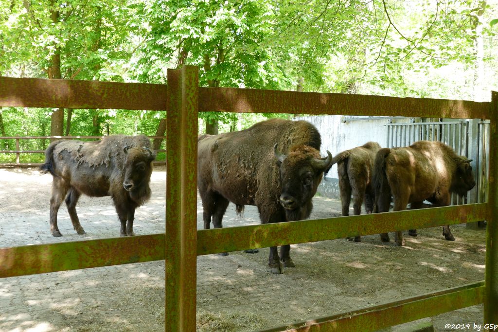 Wisent