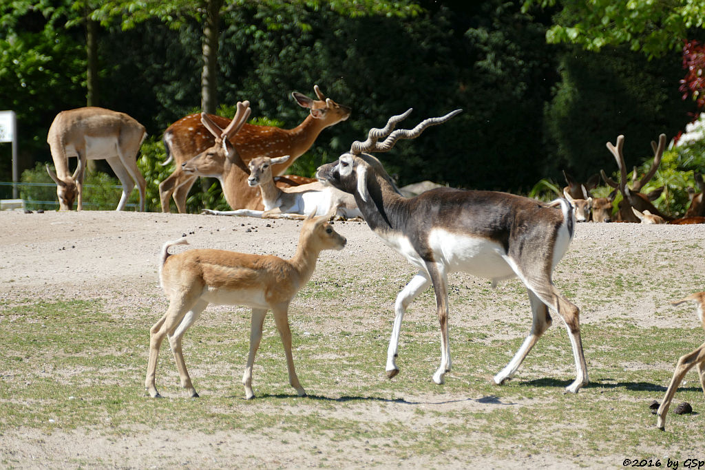 Hirschziegenantilope; Vietnam-Sika-Hirsch