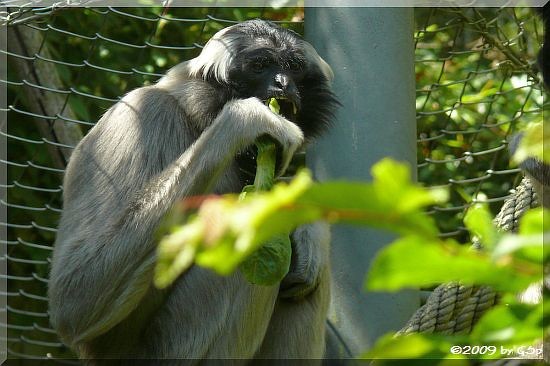 Kappengibbon