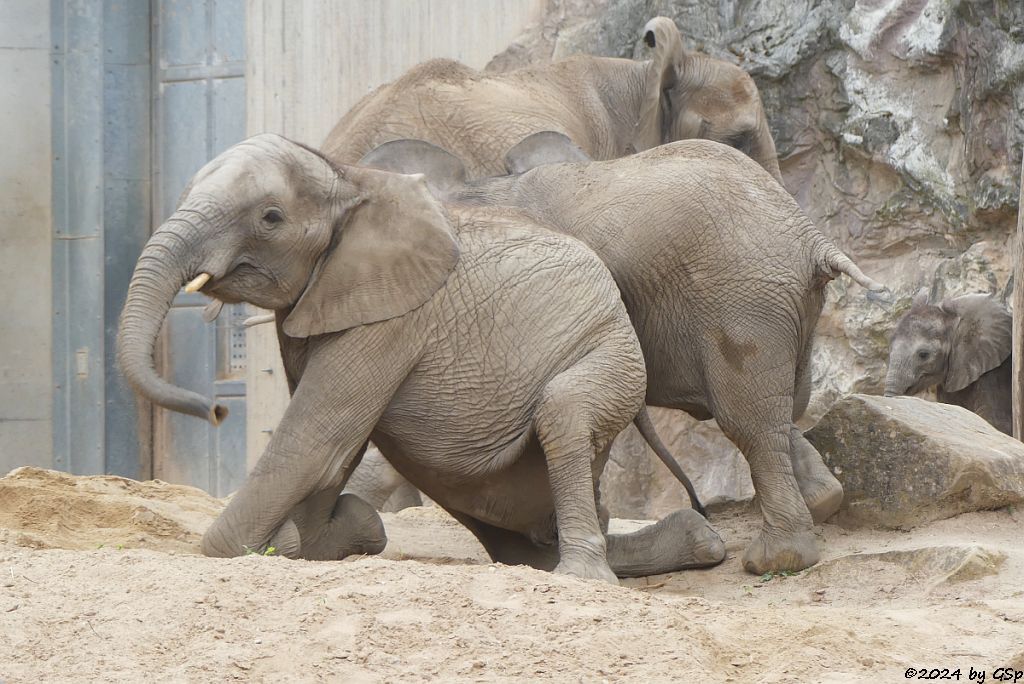 Elefanten Zoo Halle: TAMIKA, ELANI, TANA, SIMON