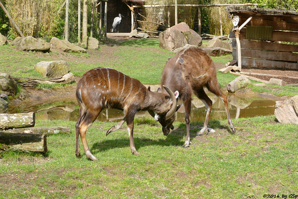 Sitatunga, Klunkerkranich