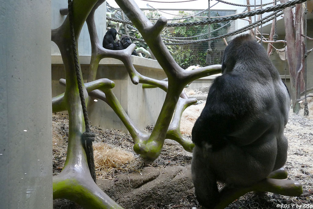 Flachlandgorilla