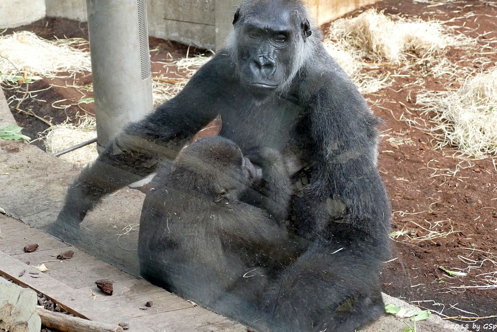 Flachlandgorilla