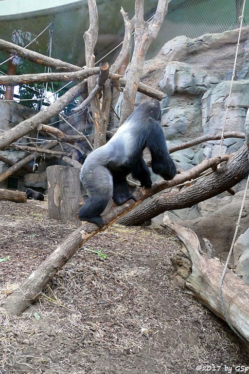 Flachlandgorilla VIATU