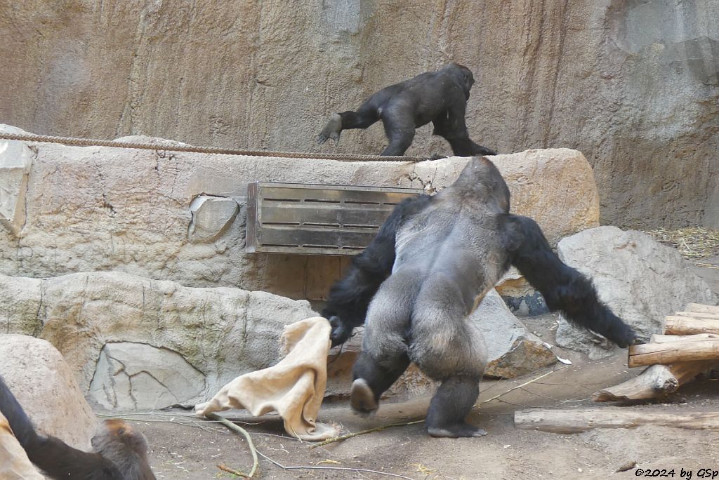 Westlicher Flachlandgorilla