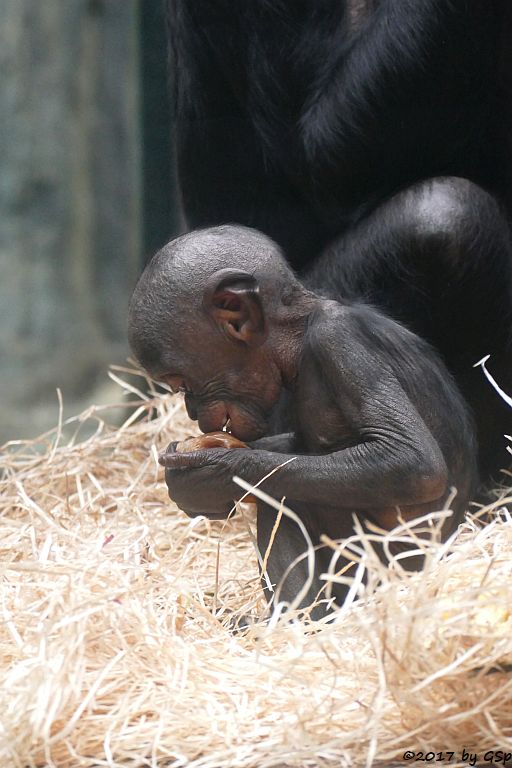 Bonobo (Zwergschimpanse)