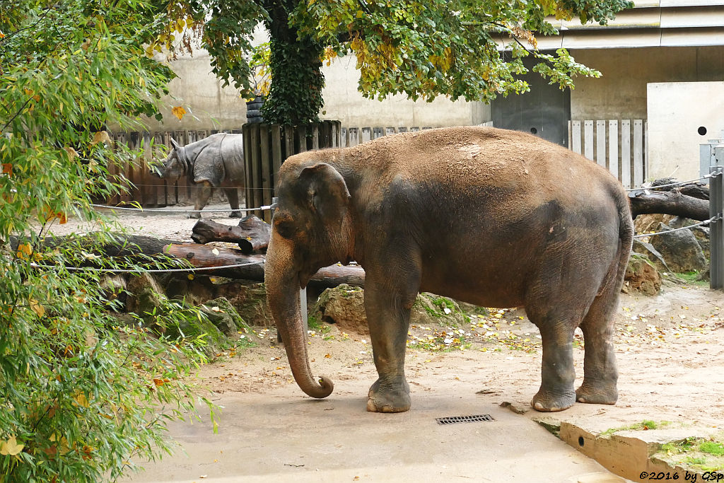 Panzernashorn, Asiatischer Elefant PAMA