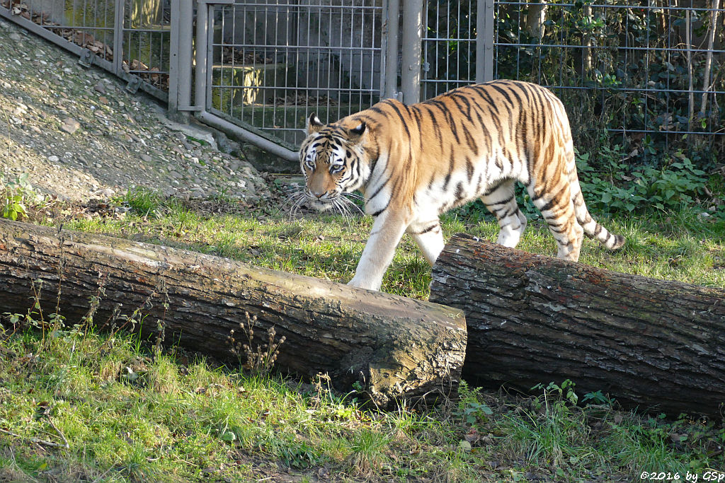 Sibirische Tigerin HANYA