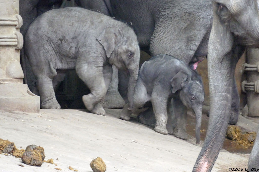 ANJULI, KANJA, KANDY, LAI SINH