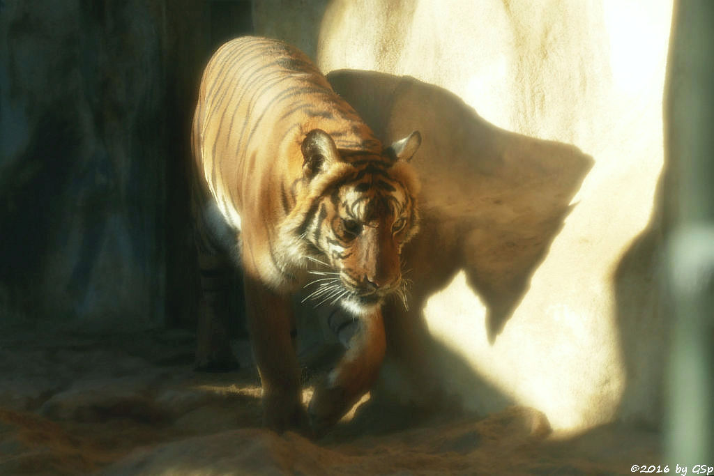 Malaiischer Tiger (Malaysischer Tiger)