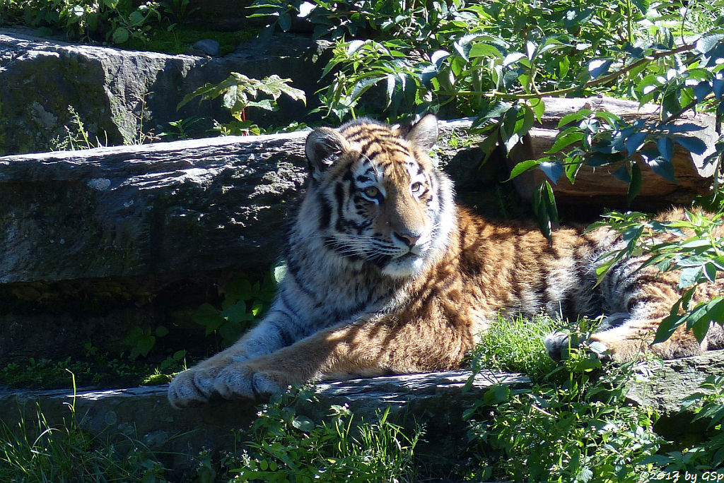 Sibirische Tigerin, geb. am 10.08.13