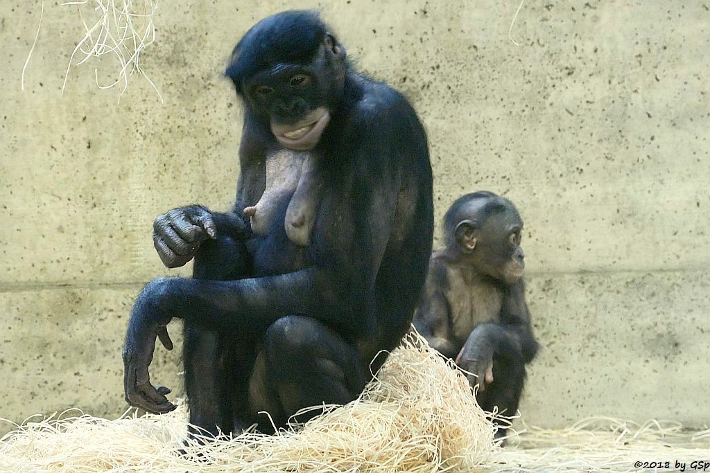 Bonobo (Zwergschimpanse)