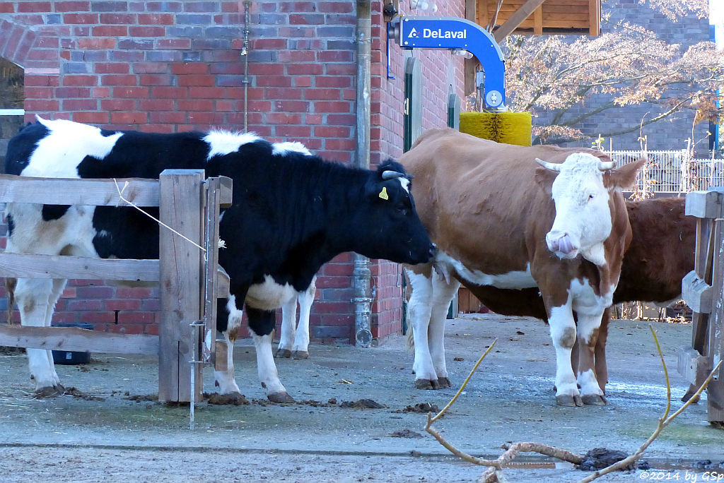 Schwarzbuntes Niederungsrind