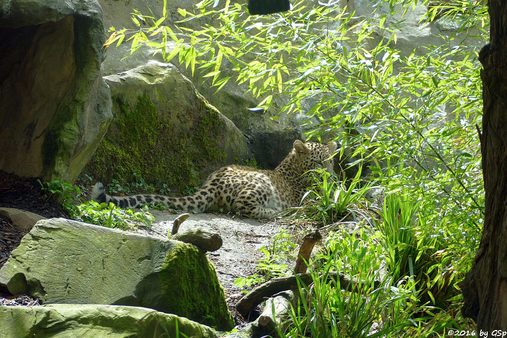 Nordpersischer Leopard (Afghanischer Leopard), geb. am 21.9.15 (7 Mon. alt)