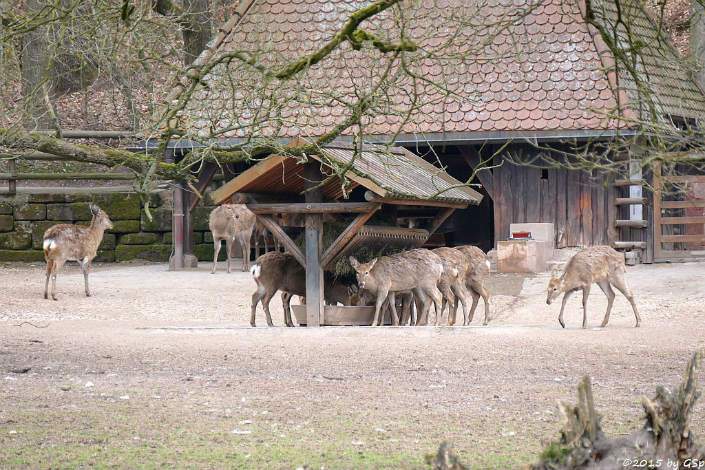 Dybowski-Hirsch