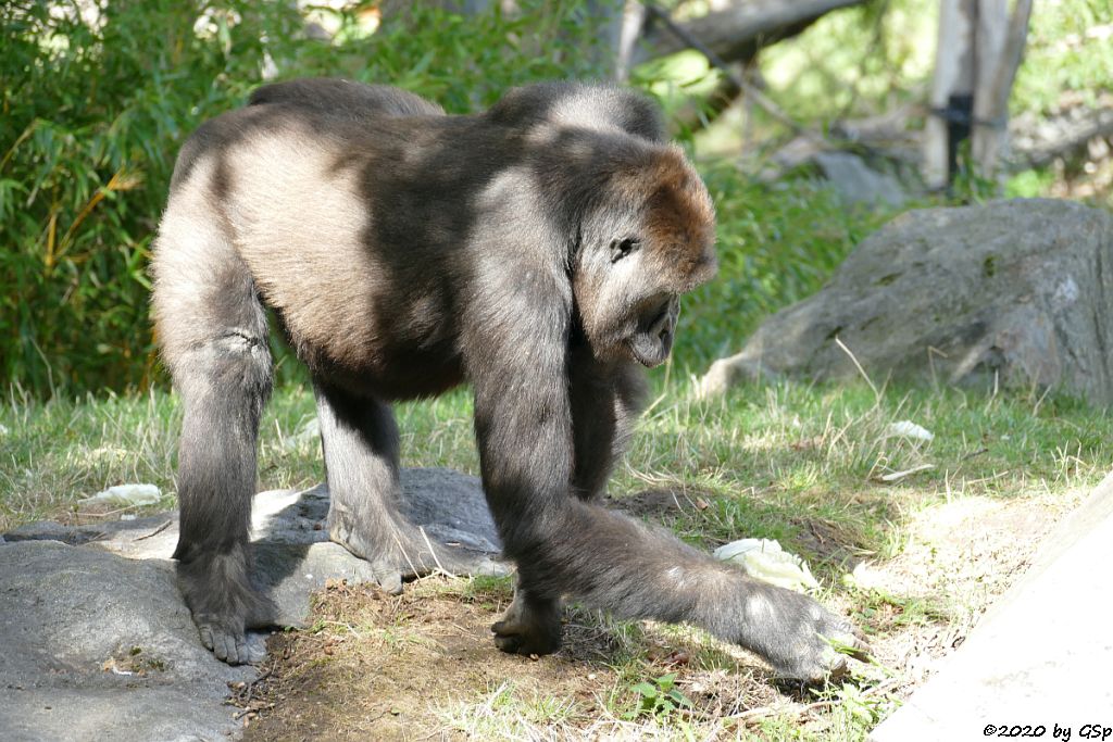 Westlicher Flachlandgorilla